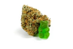 Marijuana gummy bear edible next to cannabis buds