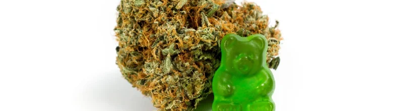 Marijuana gummy bear edible next to cannabis buds